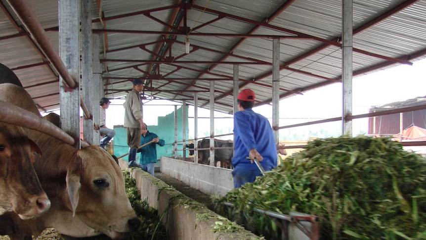 Cattle in overseas feedlot