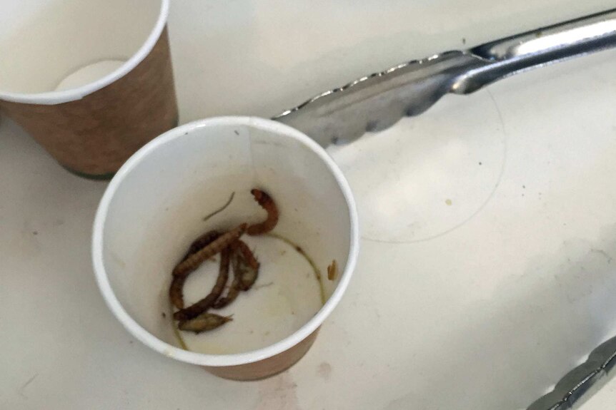 Crickets and beetles were fried up to demonstrate the need to expand food choices.