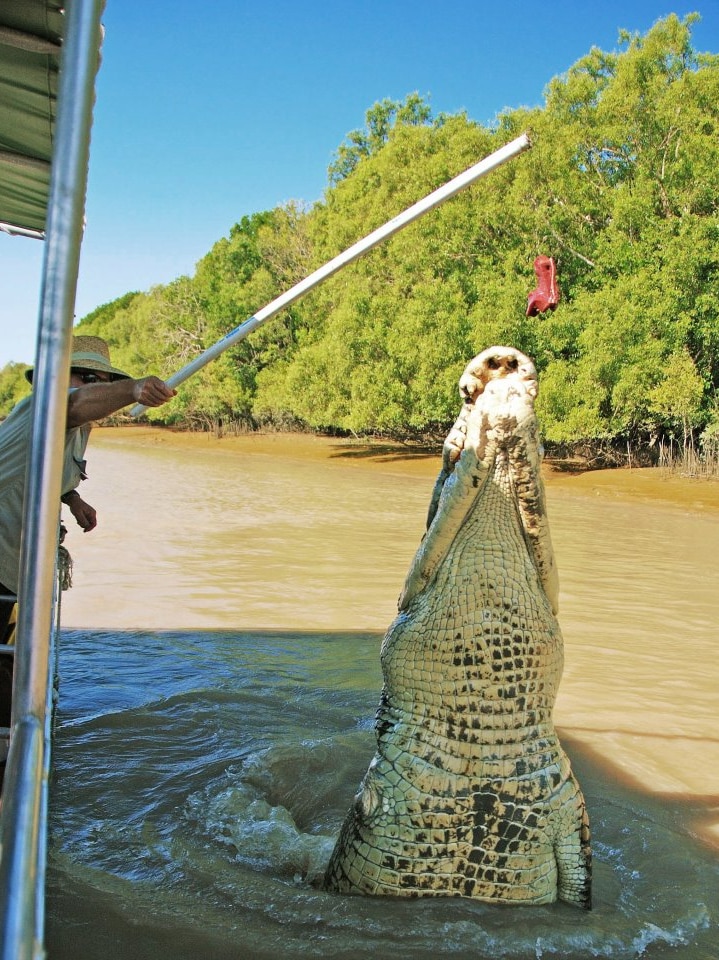 A large crocodile leaps from a river to grab a piece of mate hung by a boat operator