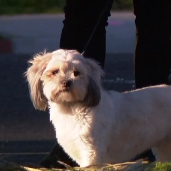 A shih tzu and a terrier cross on leads look into the camera.