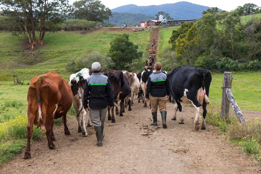 Fleckviehs walked to dairy