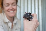 woman smiles while holding baby spotted black quoll in palm of her hand