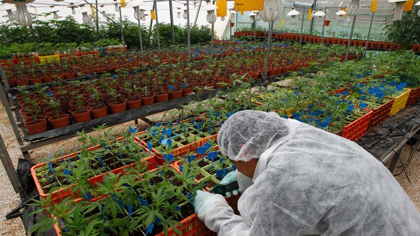 A worker tends to cannabis plants at a plantation for medicinal cannabis.
