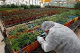 A worker tends to cannabis plants at a plantation near the northern Israeli city of Safed