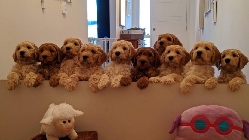 Ten brown puppies looking over a low wall within a house