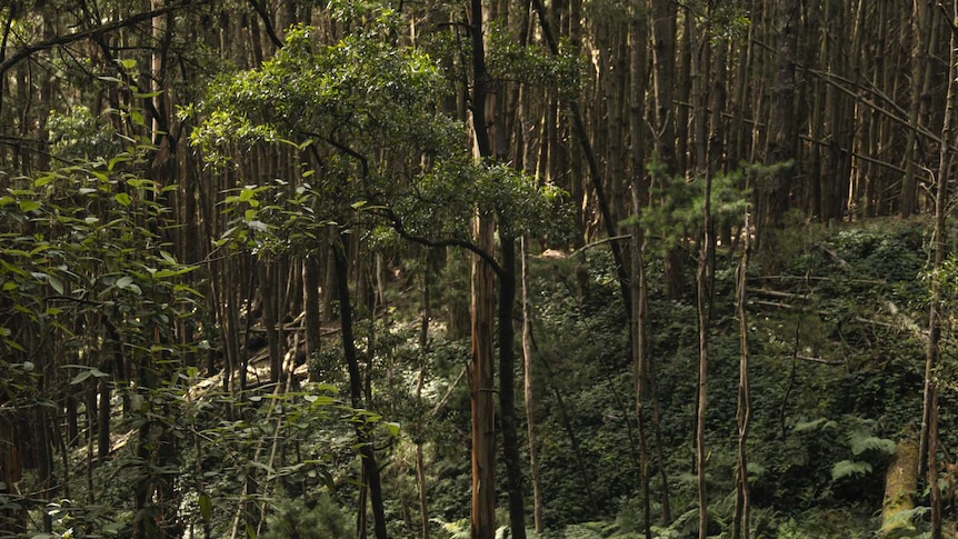 A forest scene in the Great Otway National Park