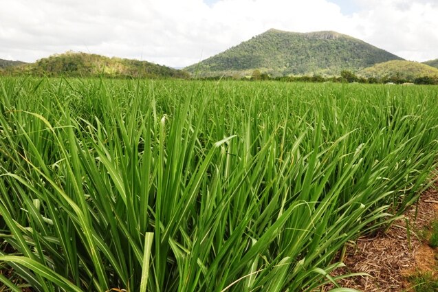 A paddock with a sugar cane crop in the foreground and a mountain in the background