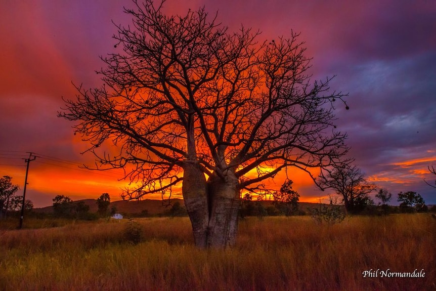 A boab tree with sunset in the background near Kununurra in Western Australia