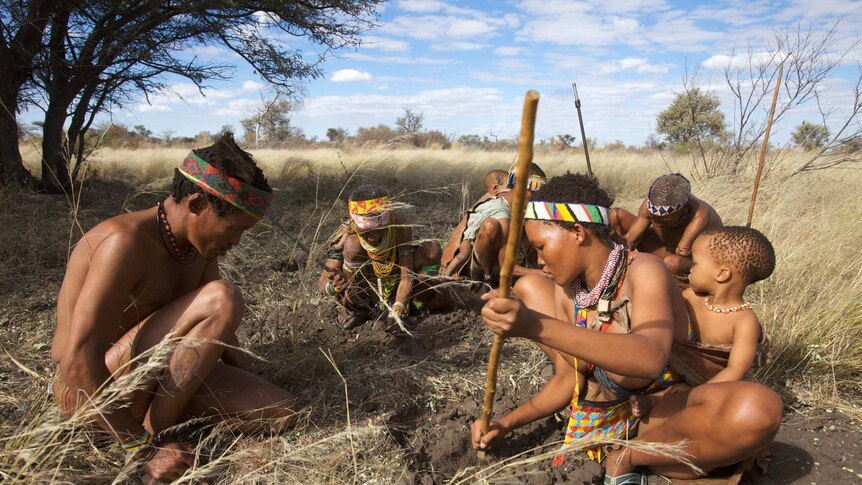 Ju/hoansi San Bushmen digging for roots in Namibia