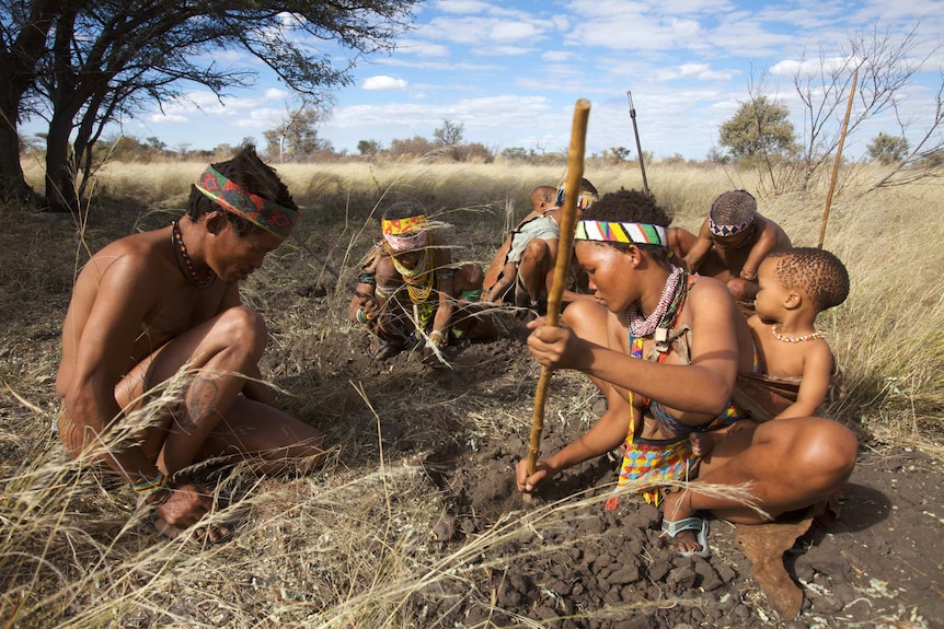 Ju/hoansi San Bushmen digging for roots in Namibia