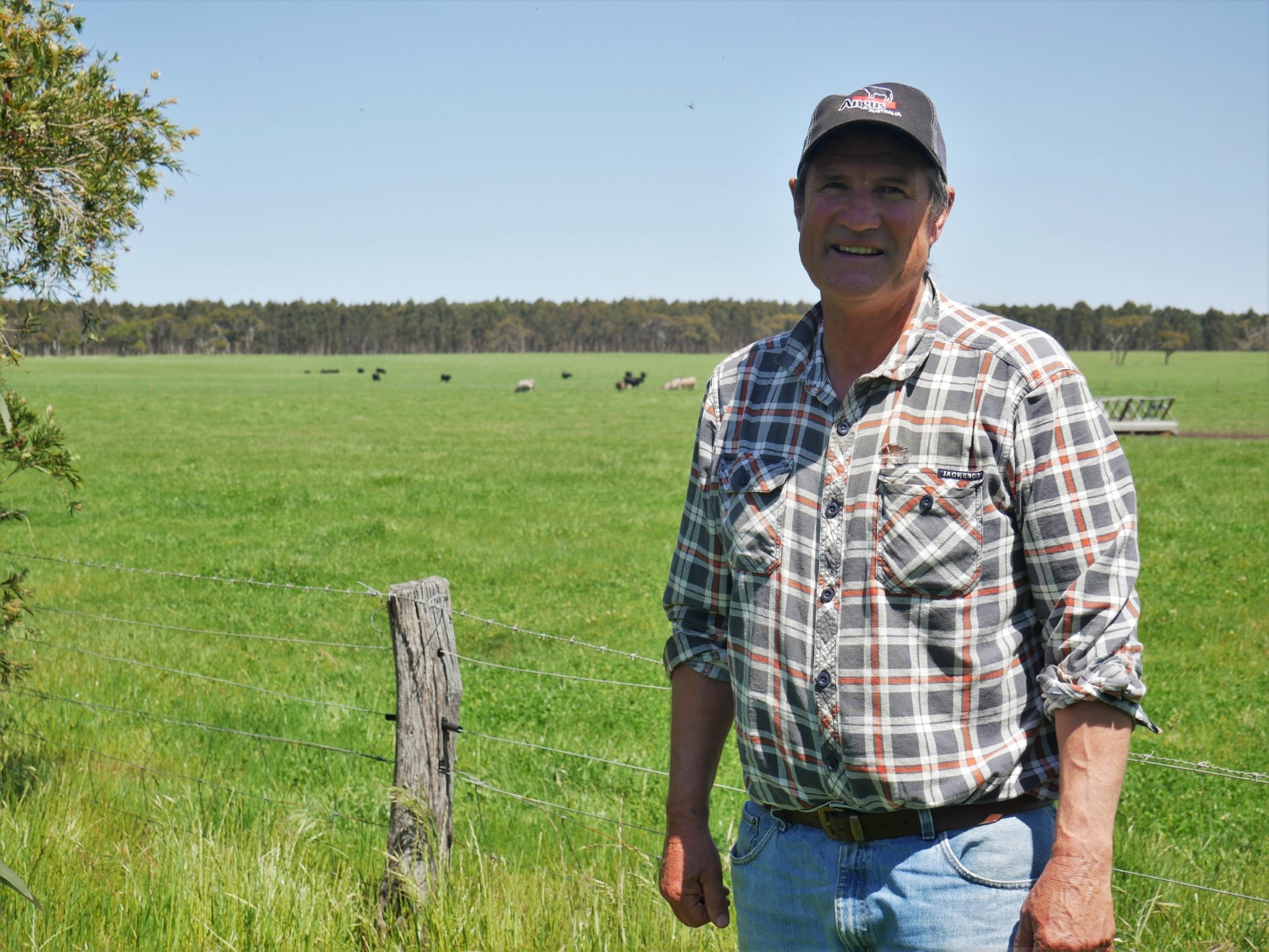 Cattle prices drop by 50 per cent, WA cattle producers brace for tough