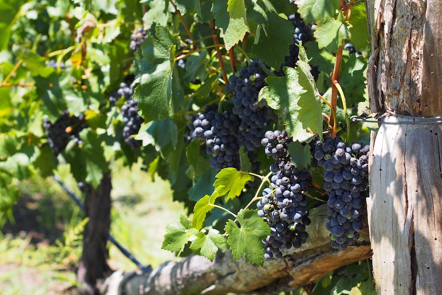 Shiraz grapes on the vine.