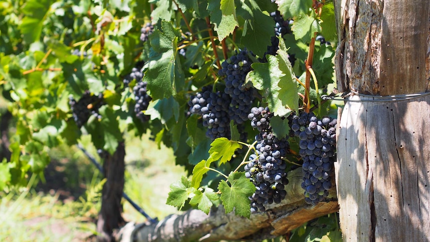 Shiraz grapes on the vine.