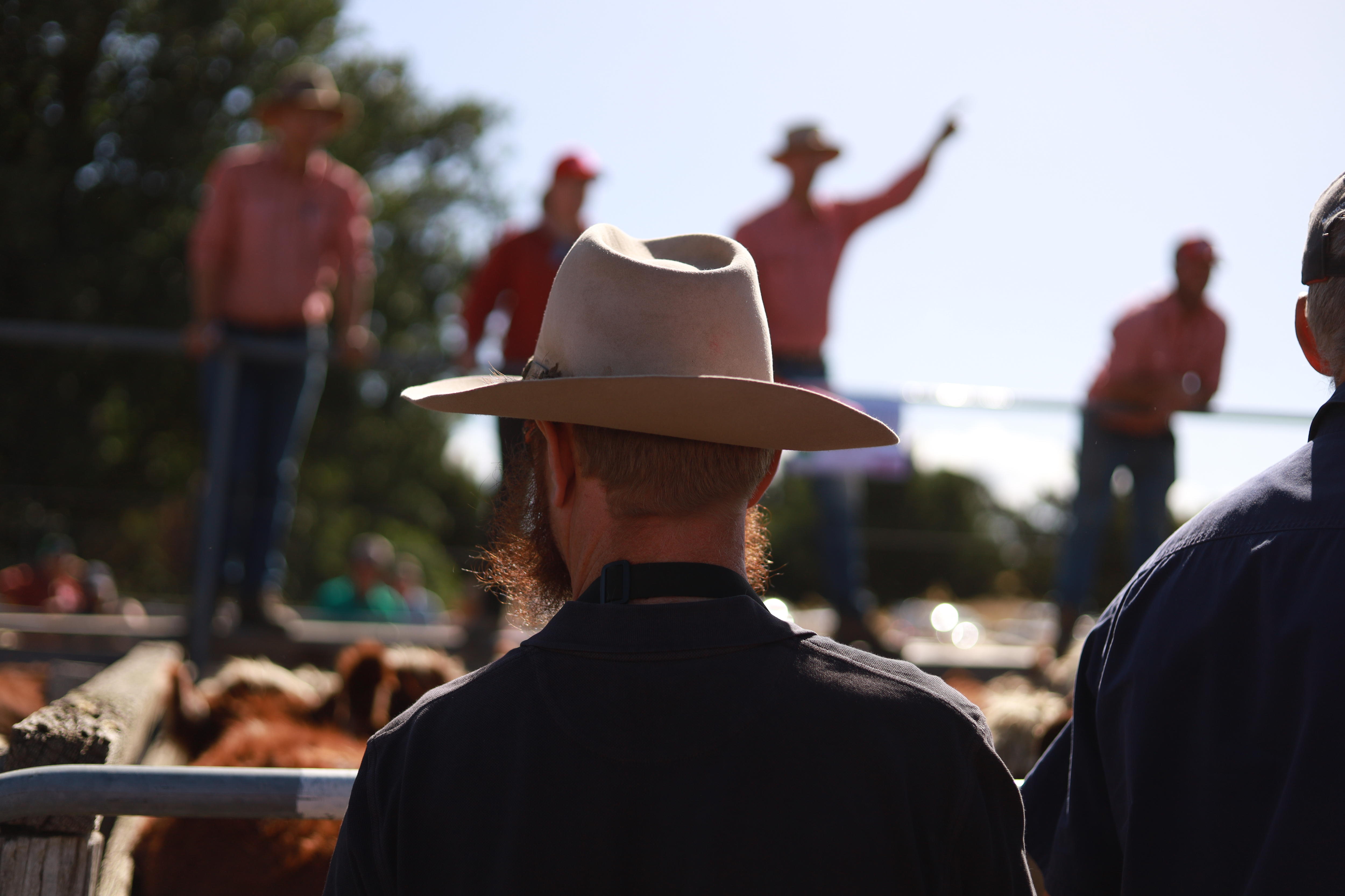 Cattle prices drop at High Country's historic Mountain Calf sale in