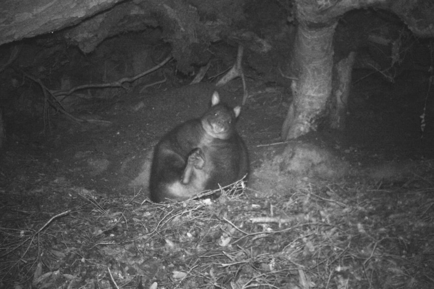 Pademelon captured on a trail camera in black and white. It is very plump and sitting down.