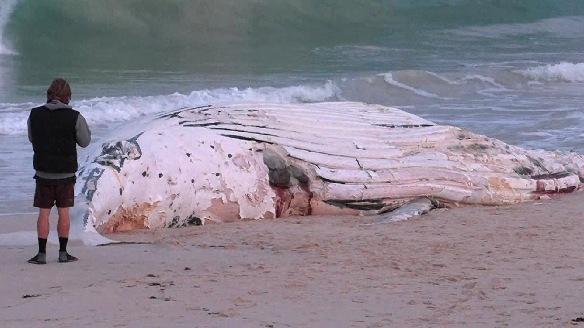 Council facing hefty bill to remove whale carcass from popular beach