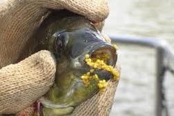 Tilapia fish with mouth open showing scores of eggs as she 