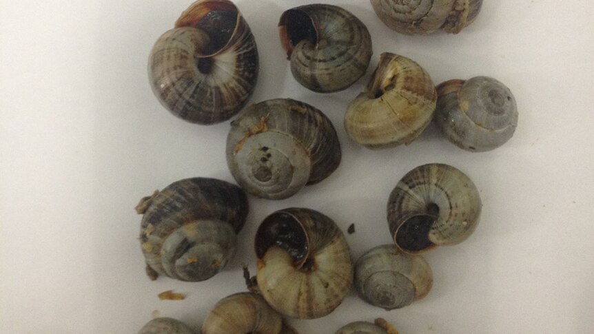 Millions of Common White Snails were detected and destroyed at an industrial site near Wagga Wagga in southern New South Wales.