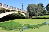 Duckweed outbreak on River Torrens, Adelaide Feb 19, 2015