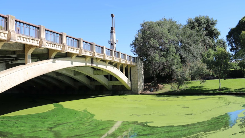 Duckweed outbreak on River Torrens, Adelaide Feb 19, 2015