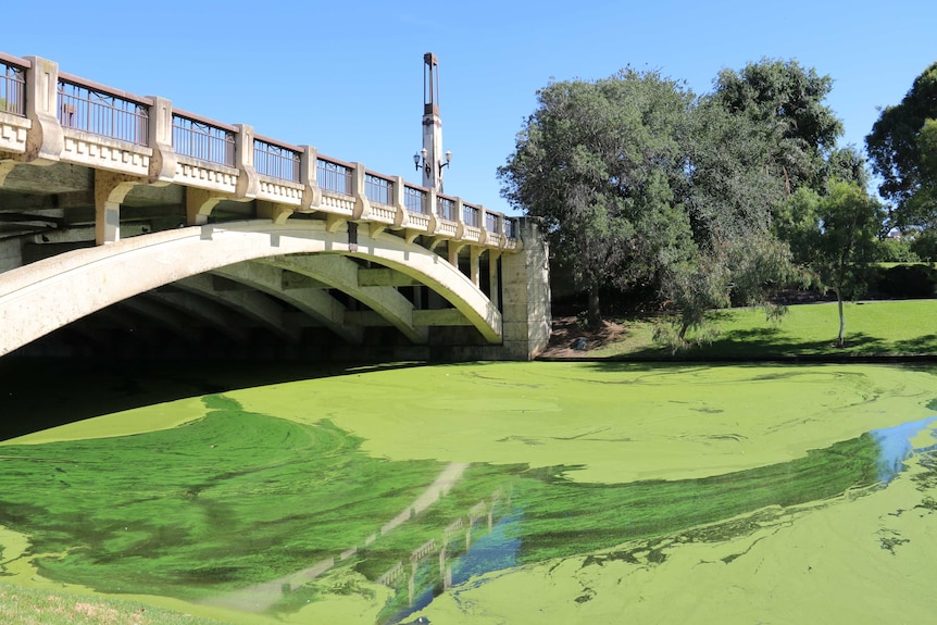 Duckweed outbreak on River Torrens, Adelaide Feb 19, 2015