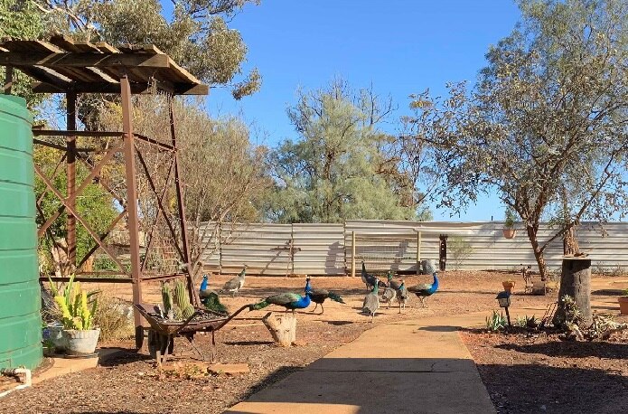 10 big birds walk around a dry yard with a fence in the background. The birds are peacocks and are blue and green and brown.