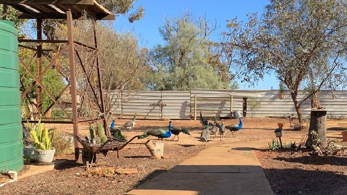 10 big birds walk around a dry yard with a fence in the background. The birds are peacocks and are blue and green and brown.