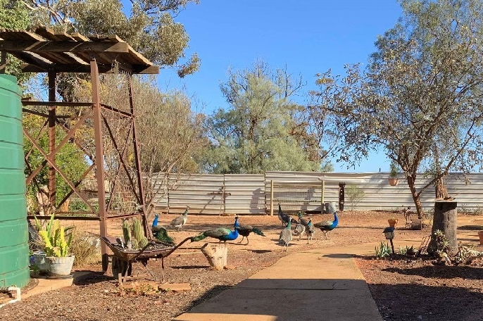 10 big birds walk around a dry yard with a fence in the background. The birds are peacocks and are blue and green and brown.