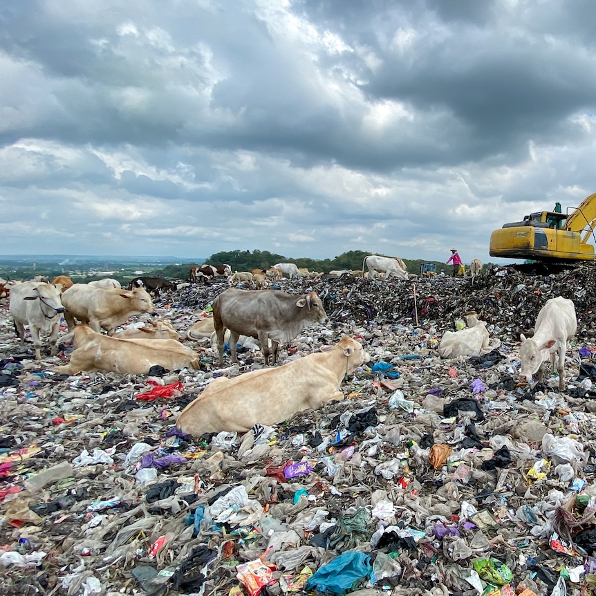 Cows sit in rubbish at a tip