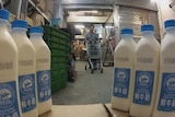 Bottles of fresh milk with Chinese labels.