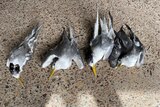 Bodies of four black and white seabirds lined up on the ground