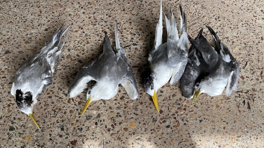 Bodies of four black and white seabirds lined up on the ground