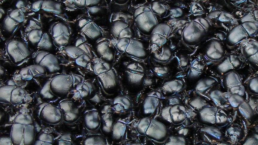 The beetles en masse