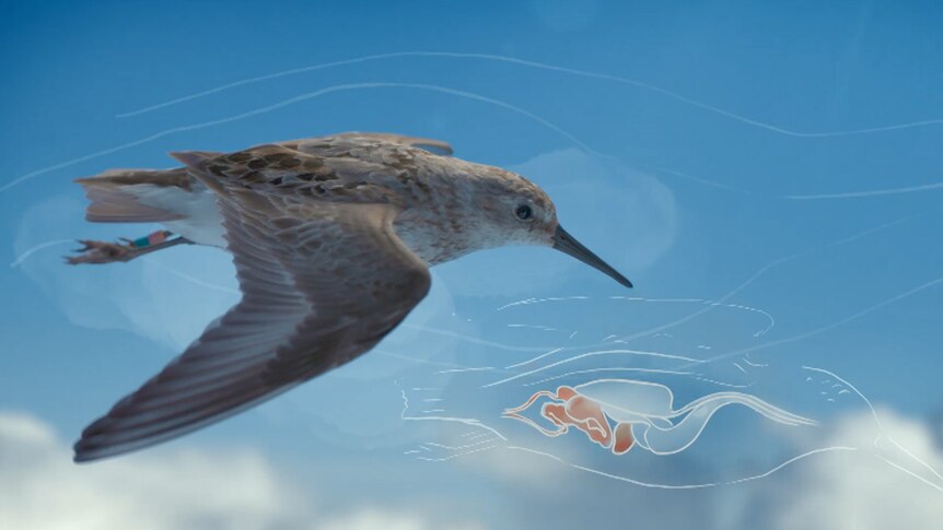 A bird in flight, a graphic image of the inside of a bird's body beside it