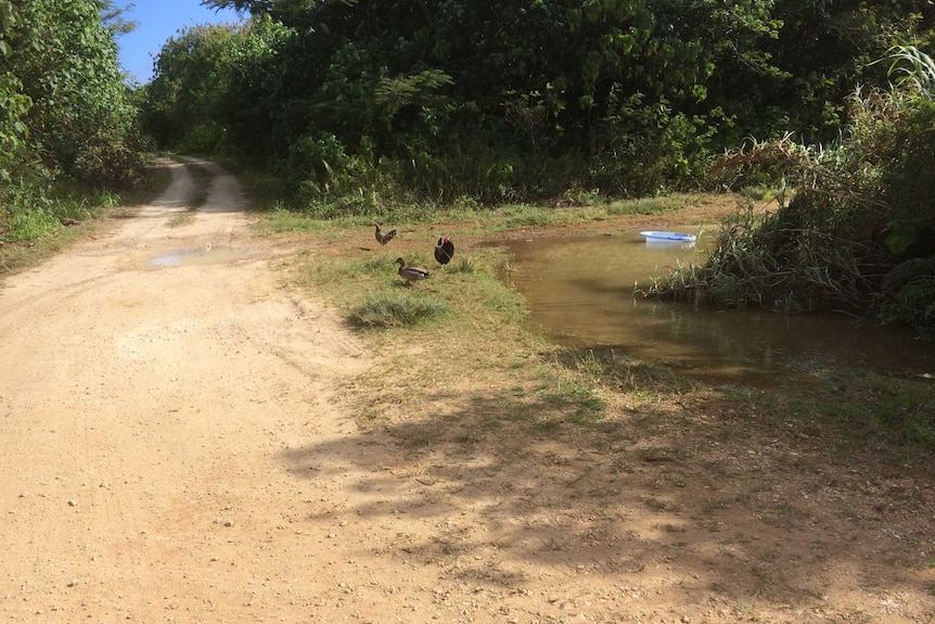 A duck is seen walking next to a rooster standing next to a puddle of water.