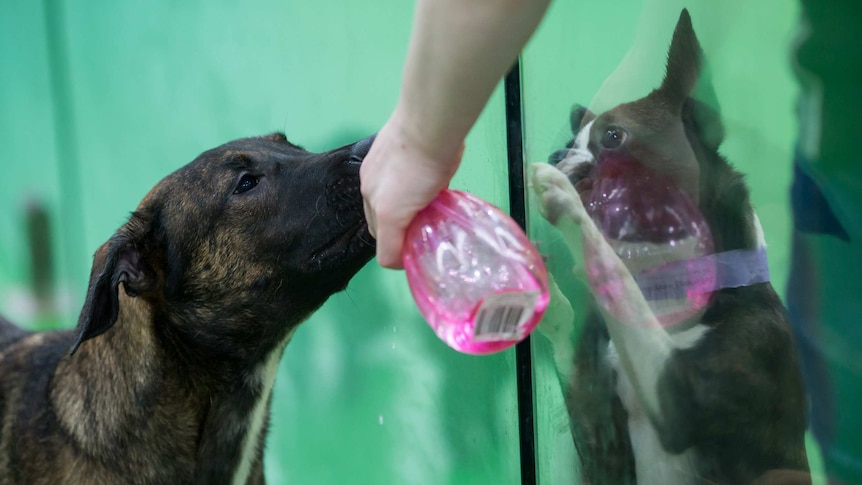 Dogs drink from a spray bottle intended for disciplinary purposes.