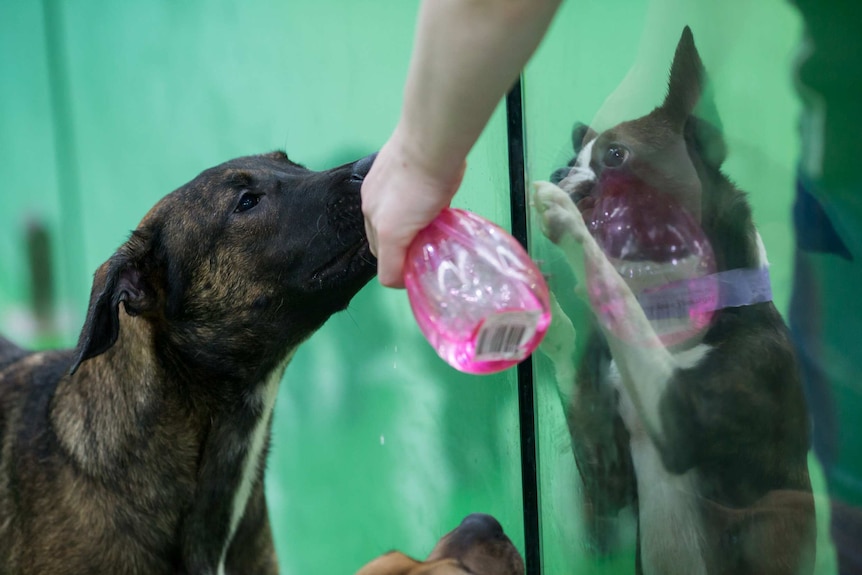 Dogs drink from a spray bottle intended for disciplinary purposes.