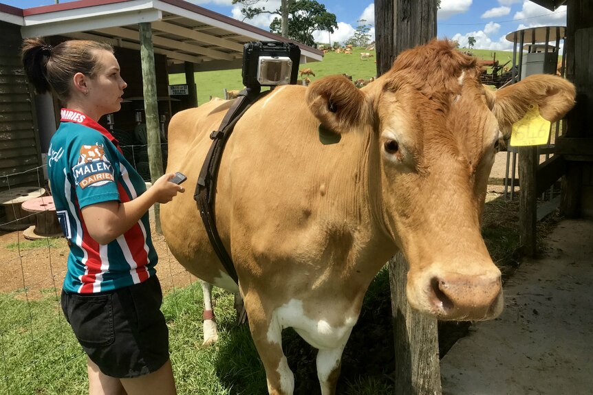 Staff member checking the cowcam device which is mounted on a cow's back with a strap around her body.