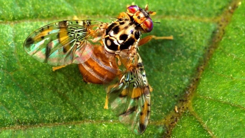 A close up picture of a Mediterranean fruit fly on a leaf.