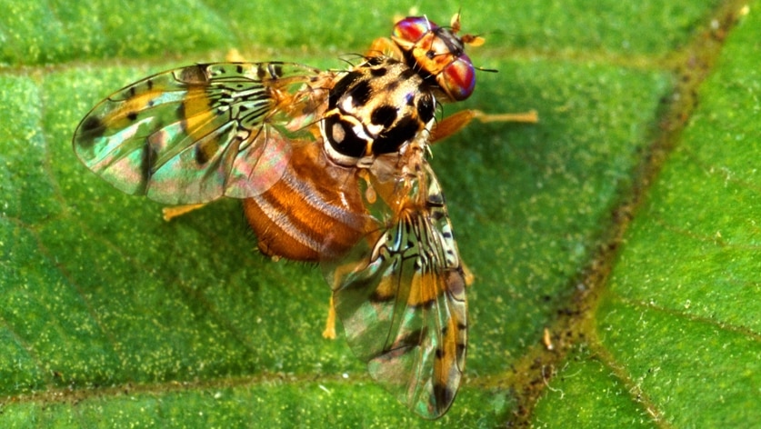 Mediterranean fruit fly