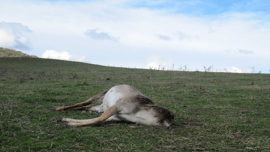 A dead deer lies on the hill of a farm after being shot