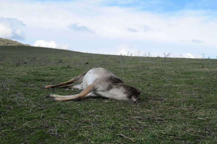A dead deer lies on the hill of a farm after being shot