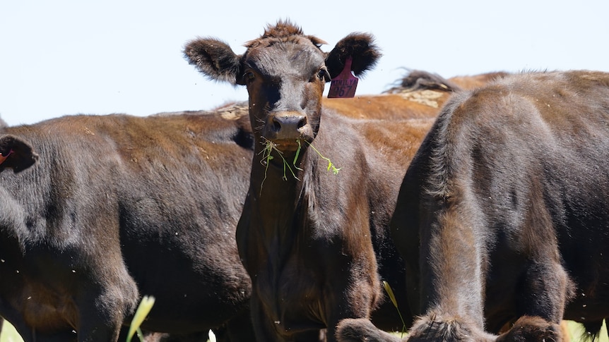 A brown cow looks up in paddock with grass in mouth