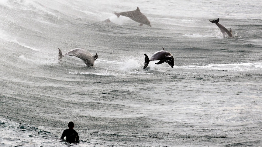 A surfer watches dolphins leap out of the waves.