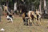 Star competition dog Lately herding three sheep at Greenbank.
