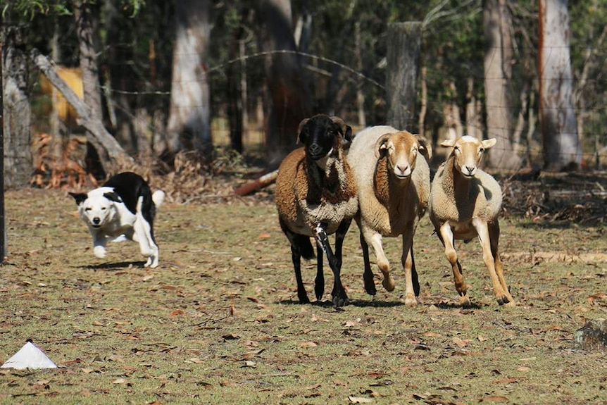 Star competition dog Lately herding three sheep at Greenbank.