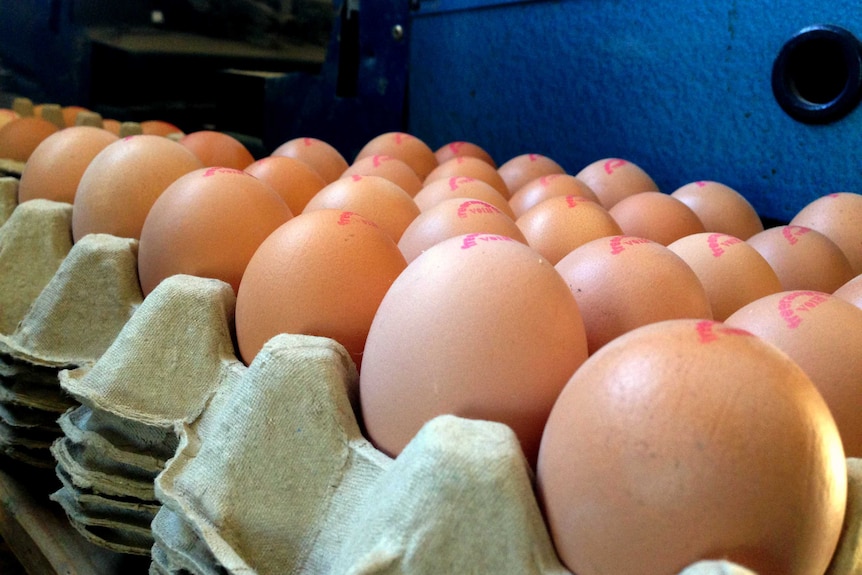 Free-range eggs packed.