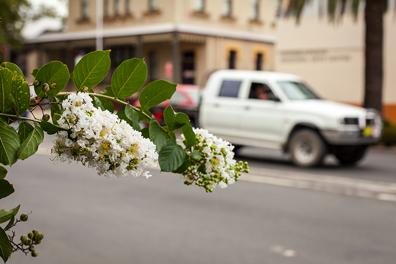 A ute drives past a flower on Muswellbrook's main street.
