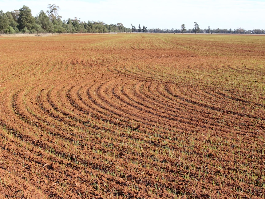 A brown dirt paddock, freshly sown with sprouts of green wheat emerging in rows 