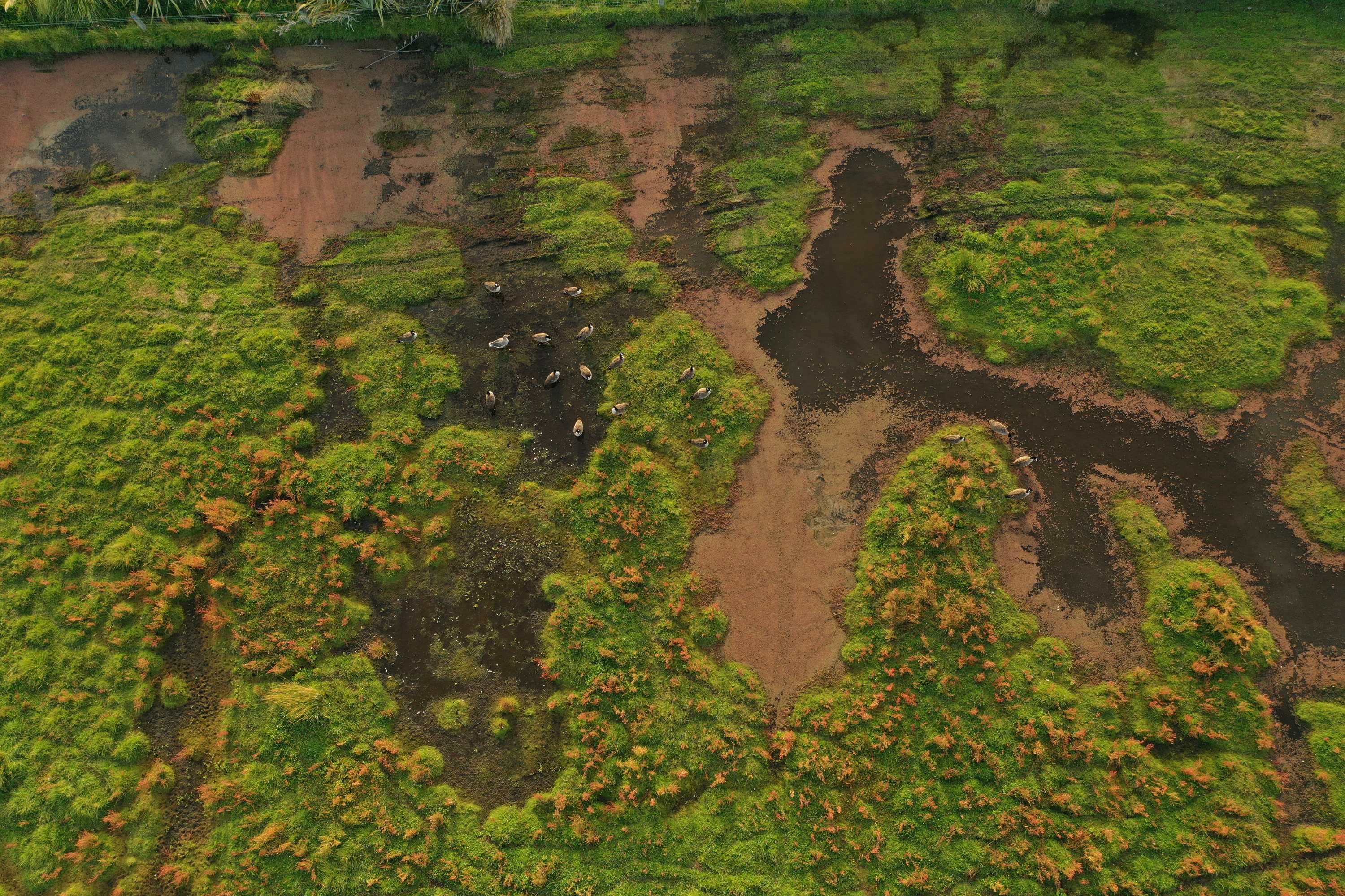 Ducks in a Canterbury wetland.